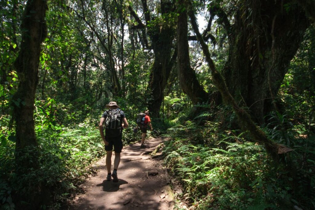 Kilimanjaro tours