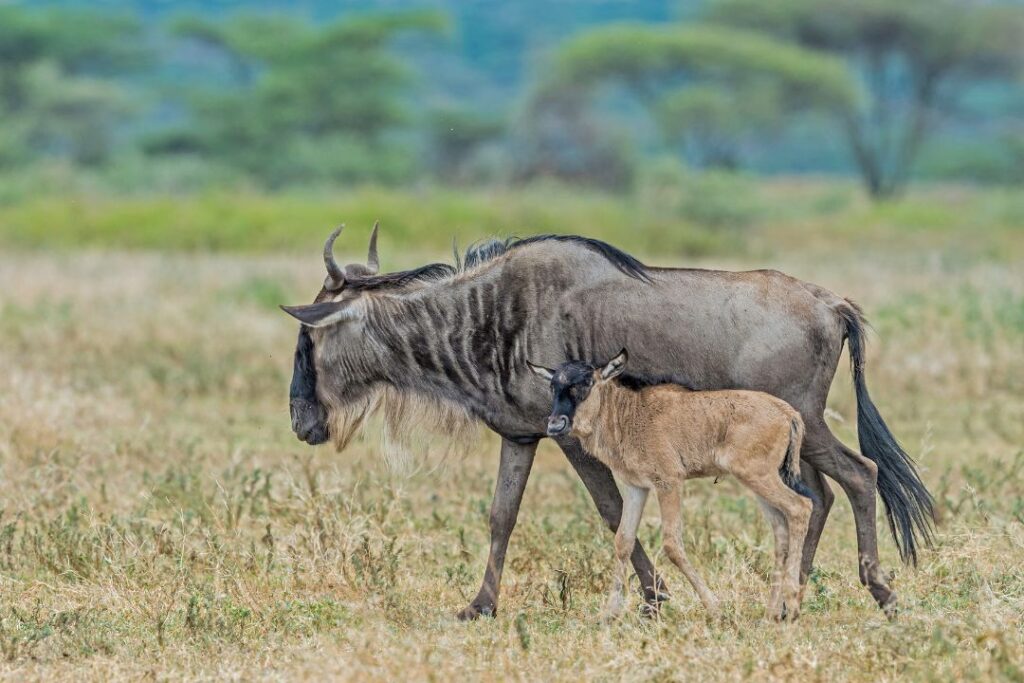 Calving Season in Ndutu