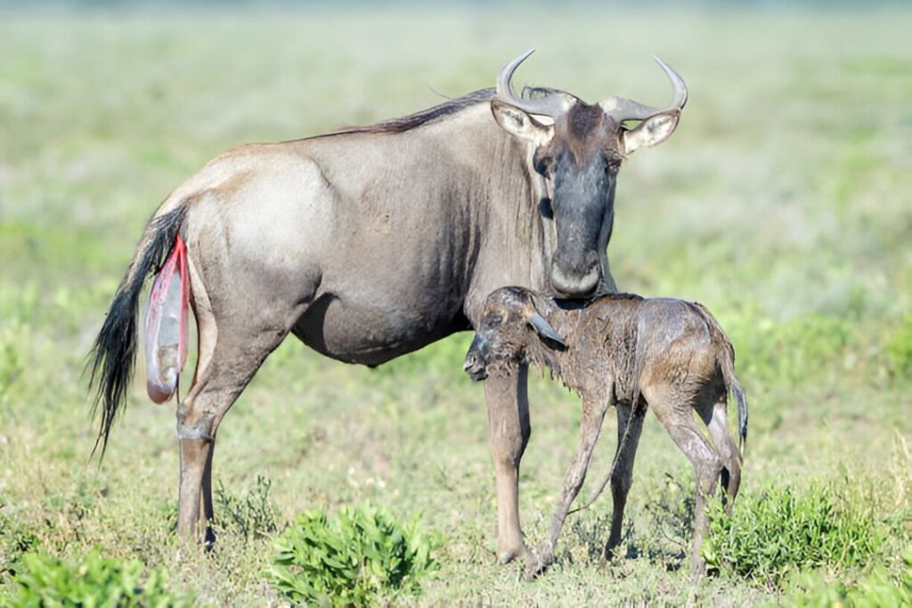 calving season in Ndutu area