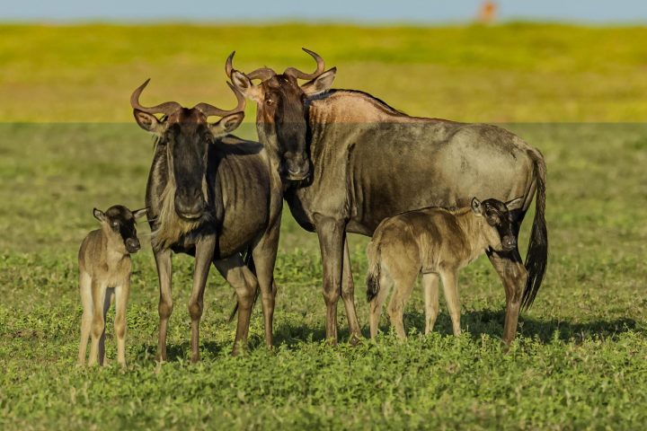 12 Days Calving Season