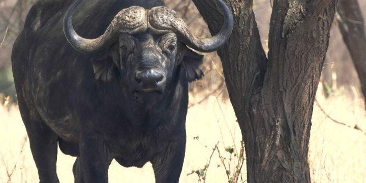 Big 5 safari - African Buffalo