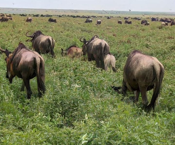 Ndutu Calving