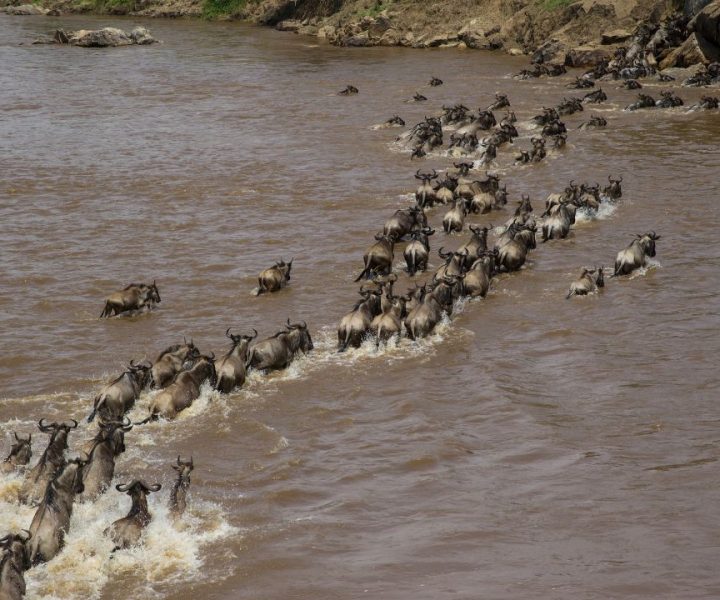 Mara River crossing