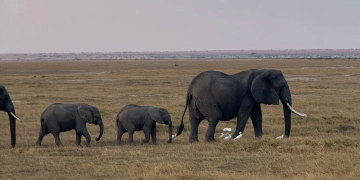 Big 5 safari - African Elephant