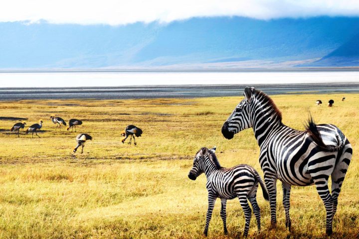 4 Days Tanzania Photographic Safari