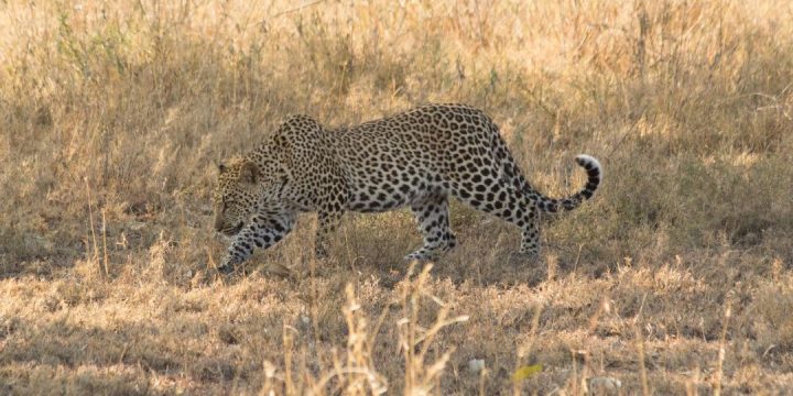 Big 5 Safari - Leopard