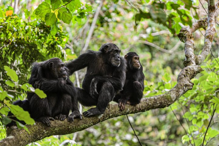 Chimpanzee Trekking