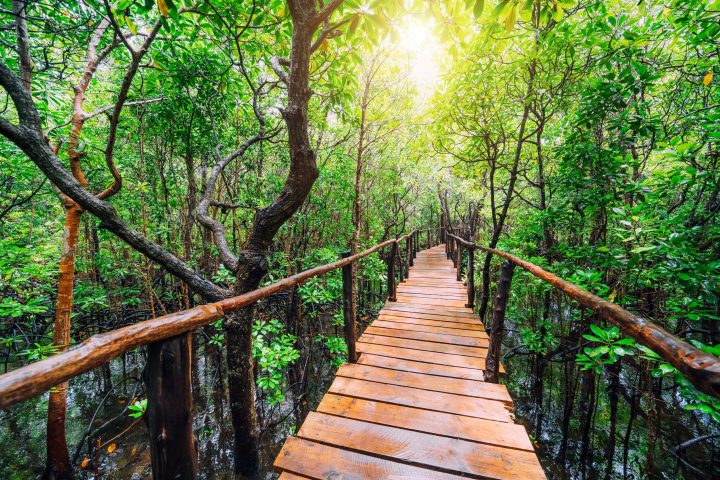 Mangrove Forest in Zanzibar, Tanzania, Africa
Jozani Chwaka Bay National Park