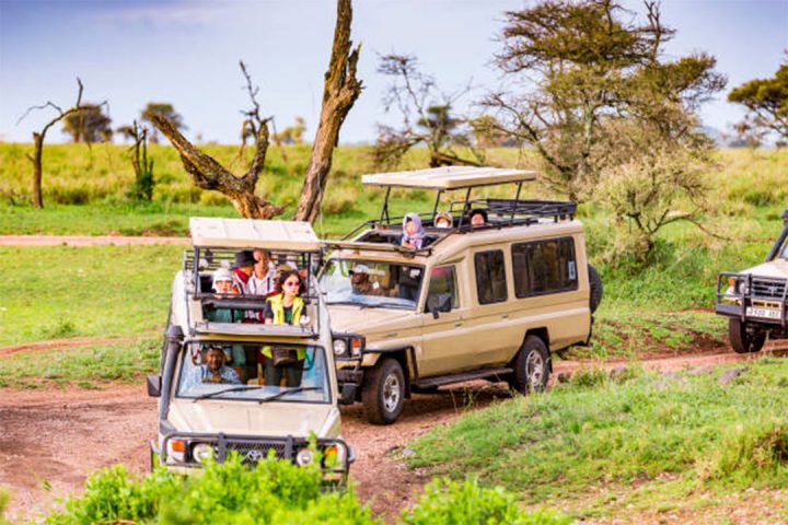 Tanzania Safari Tours